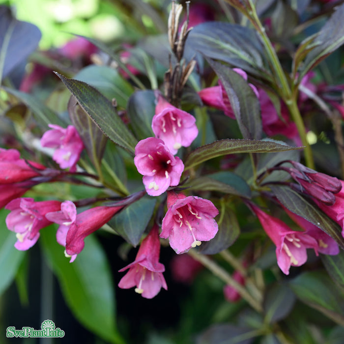 Weigela florida 'Alexandra' Busk C4,6