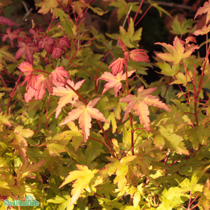 Acer palmatum 'Sangokaku' Solitär 125-150cm C30