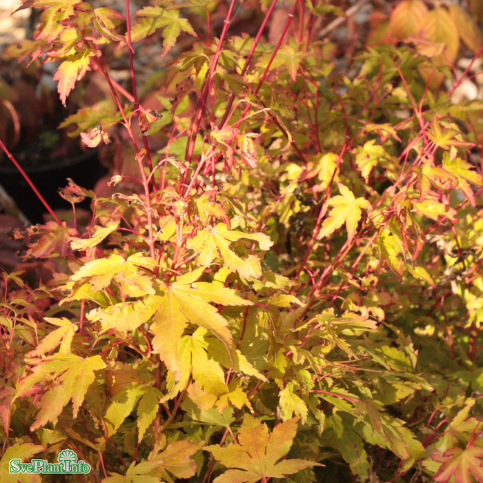 Acer palmatum 'Sangokaku' Solitär C30 150-175cm