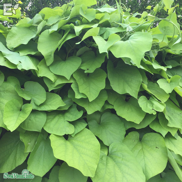 Aristolochia manshuriensis E A-kval
