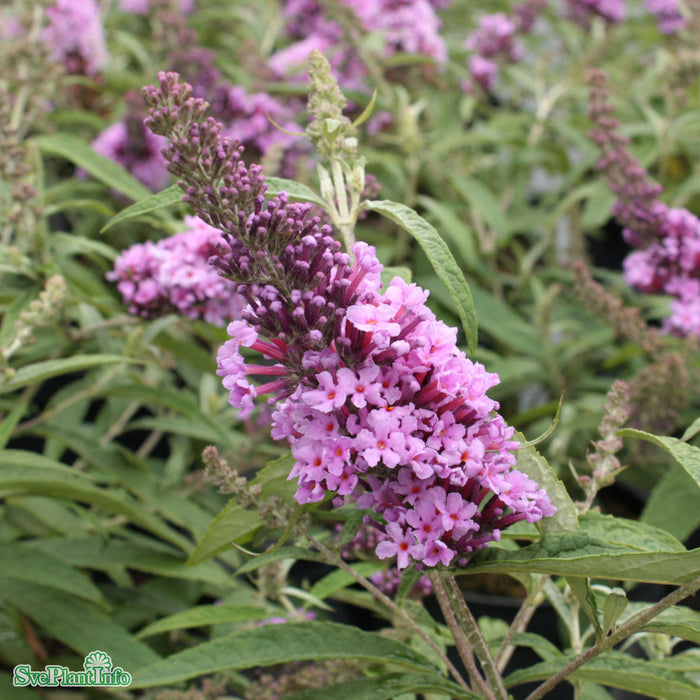 Buddleja davidii 'Buzz Magenta' C7,5