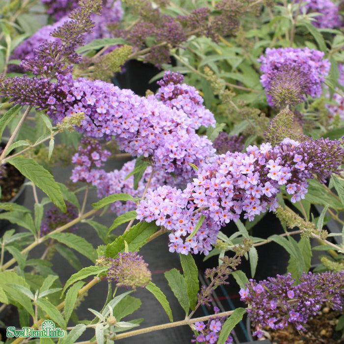 Buddleja davidii 'Buzz Sky Blue'  Busk C3.4