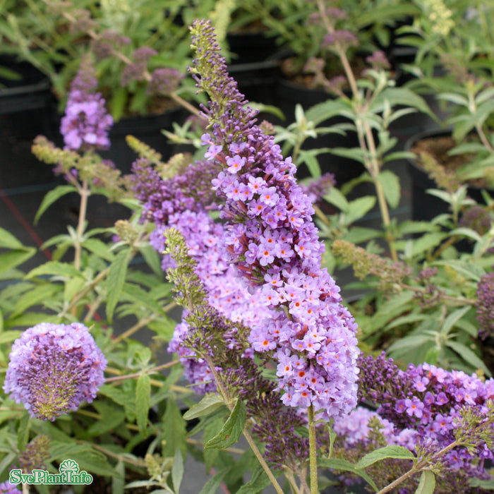 Buddleja davidii 'Buzz Sky Blue'  Busk C3.4