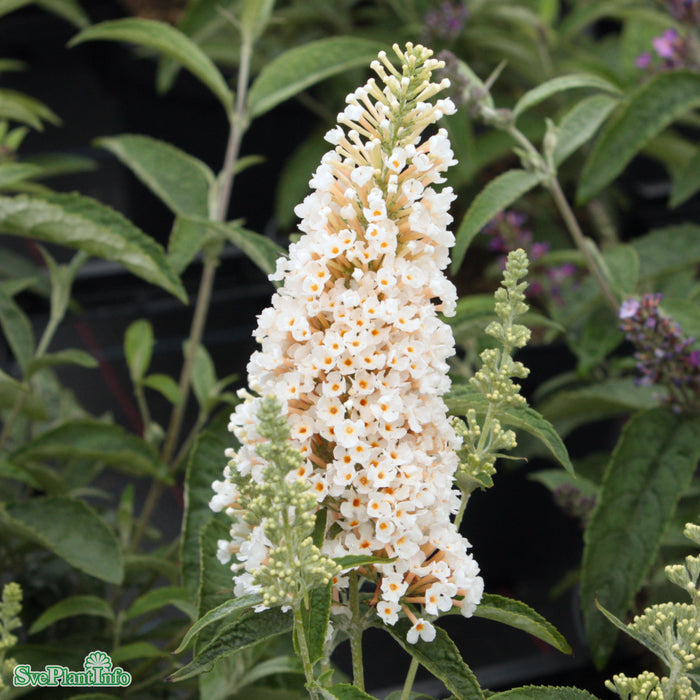 Buddleja davidii 'Buzz Ivory' C7,5