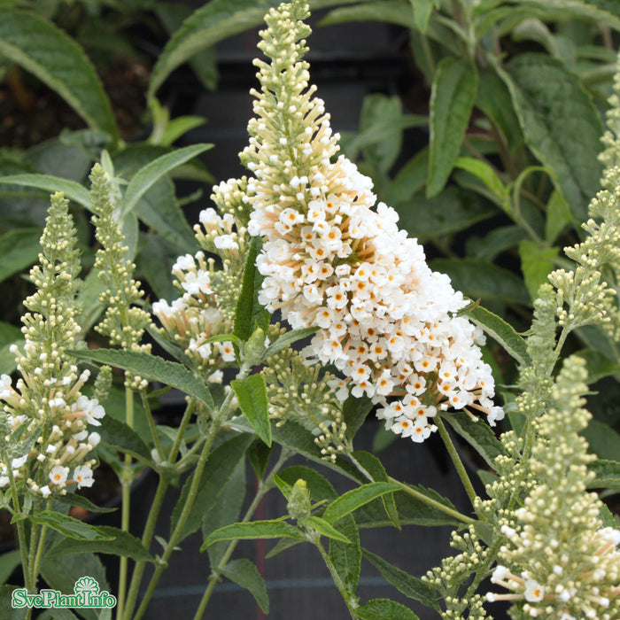 Buddleja davidii 'Buzz Ivory' C7,5