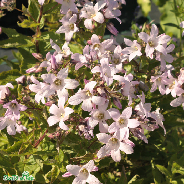Campanula lactiflora 'Loddon Anna' A-kval