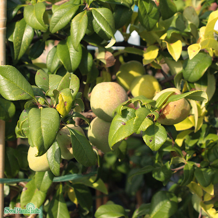 Chaenomeles speciosa 'Rubra' Busk C6 50-60cm