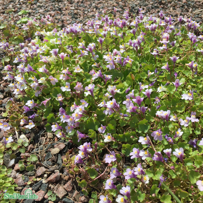 Cymbalaria muralis A-kval