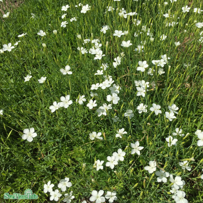 Dianthus deltoides 'Albiflorus' A-kval