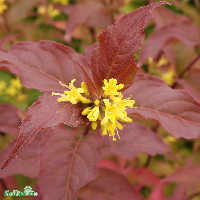 Diervilla sessilifolia 'Dise' Busk C3