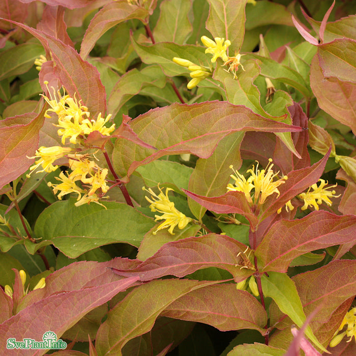 Diervilla sessilifolia 'Dise' Busk C3