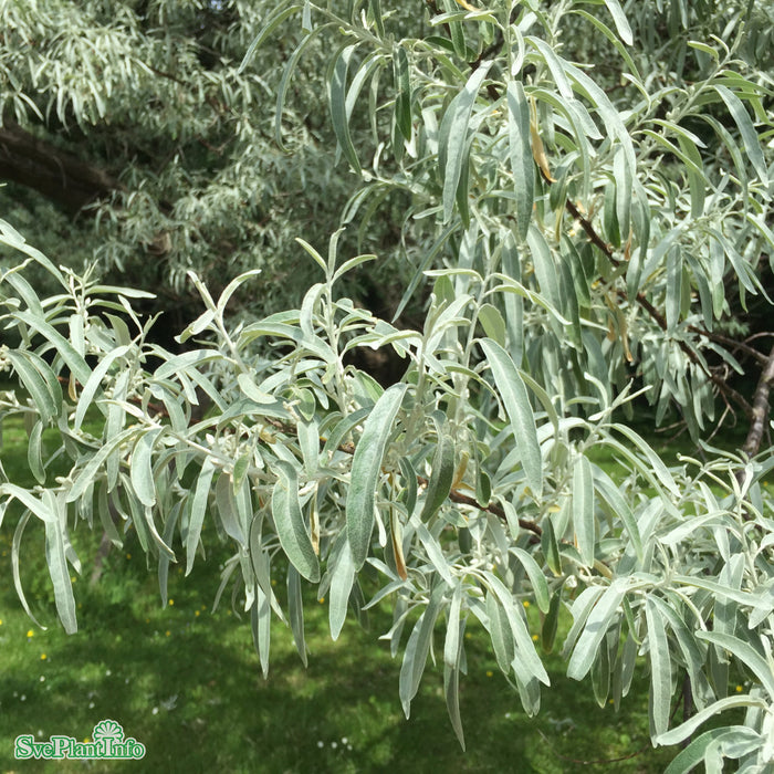 Elaeagnus angustifolia Högstam So 12-14