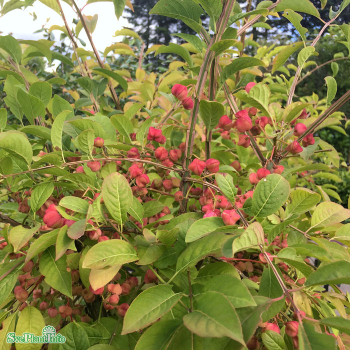 Euonymus phellomanus Stam C16 120cm