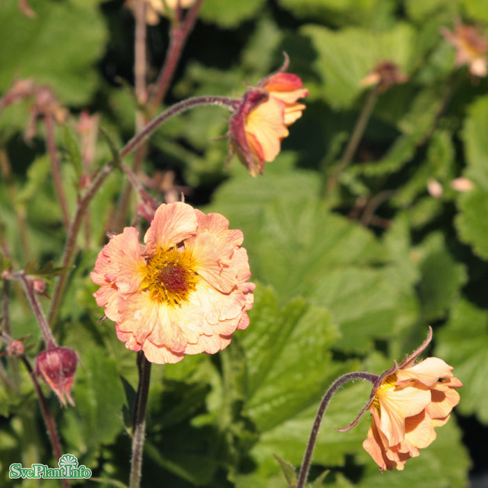 Geum 'Mai Tai' A-kval