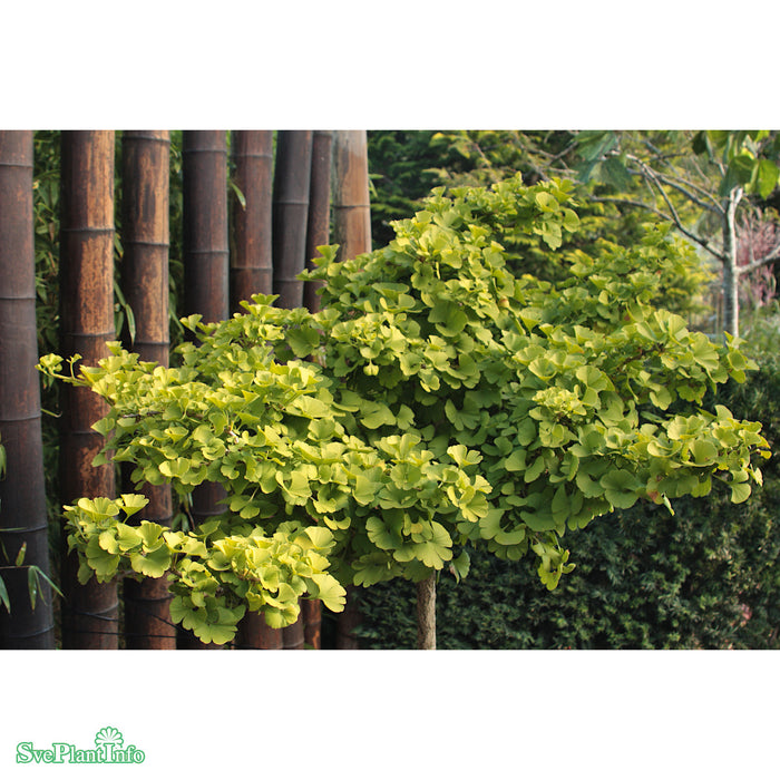 Ginkgo biloba 'Mariken' Stam C7,5 60cm