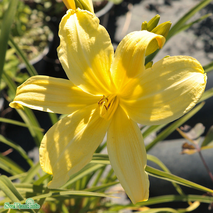 Hemerocallis citrina A-kval
