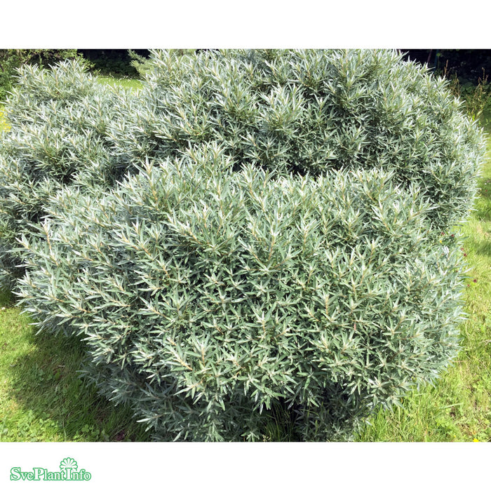 Hippophae rhamnoides 'Hikul' Busk C5