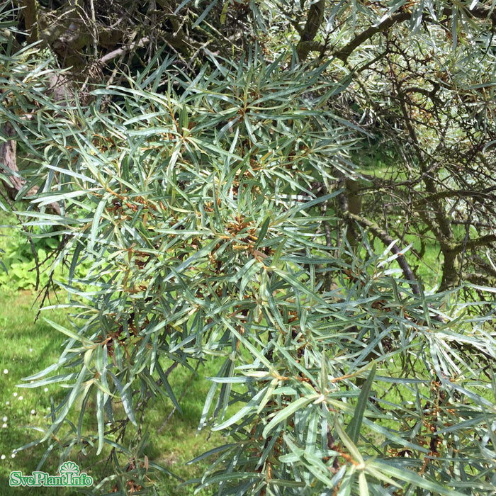 Hippophae rha. 'Leikora' 'Pollmix' han/honplanta Solitär C20 175-200cm