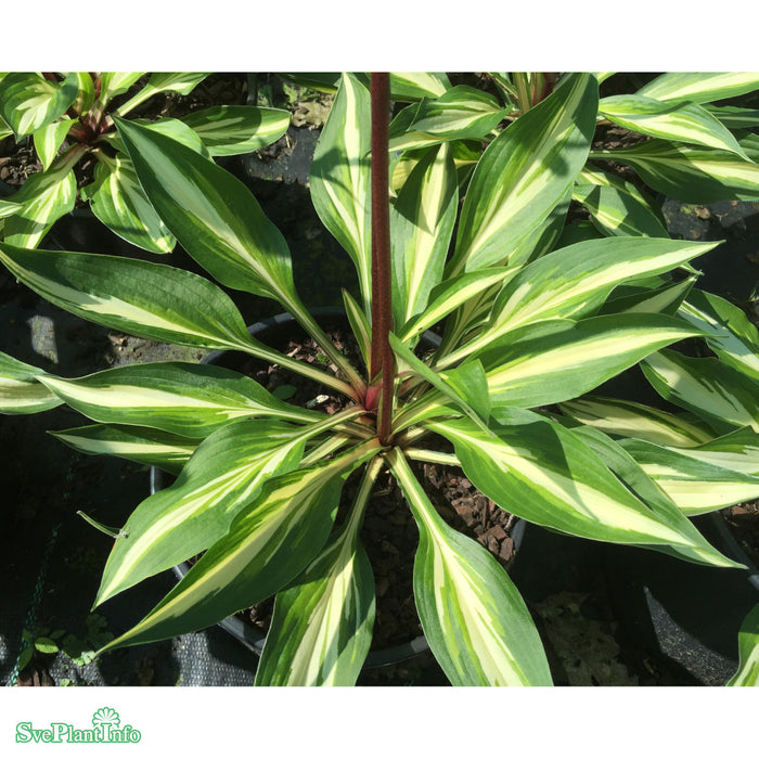 Hosta 'Cherry Berry' A-kval