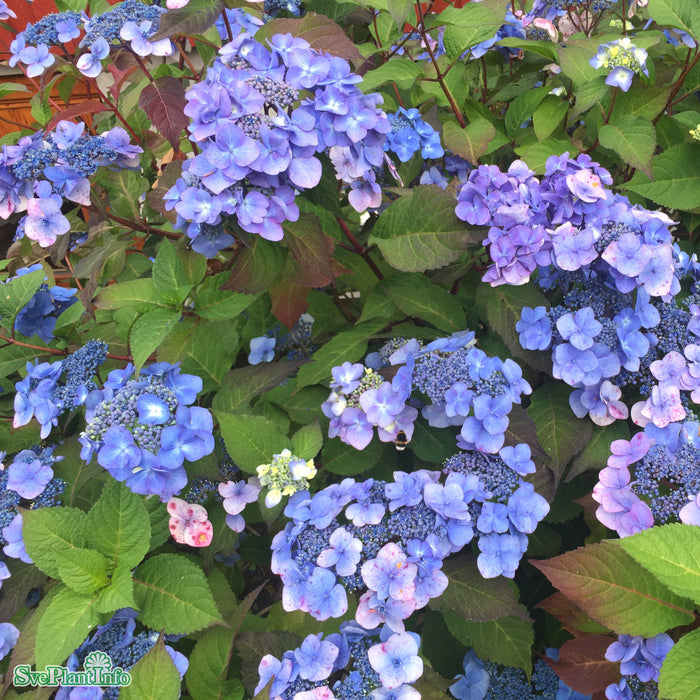 Hydrangea macrophylla 'Twist-N-Shout' Busk C5