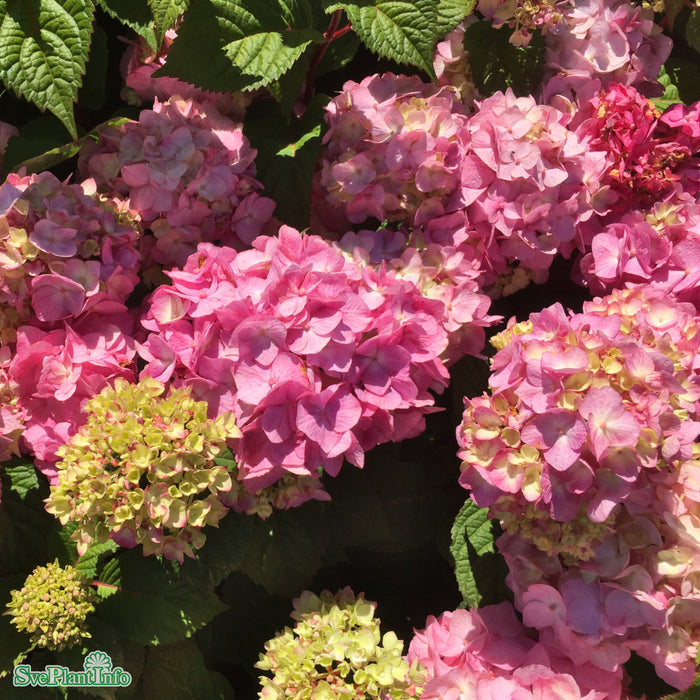 Hydrangea macrophylla 'Bloomstar' Busk C5