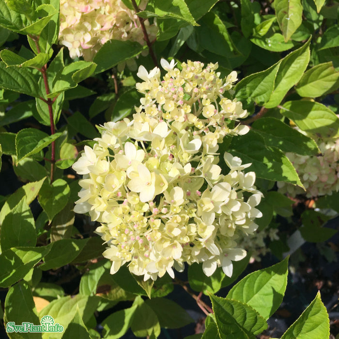 Hydrangea paniculata 'Little Lime Jane' Stam 50cm C10