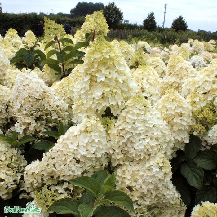 Hydrangea paniculata 'Silver Dollar' C7,5 90cm