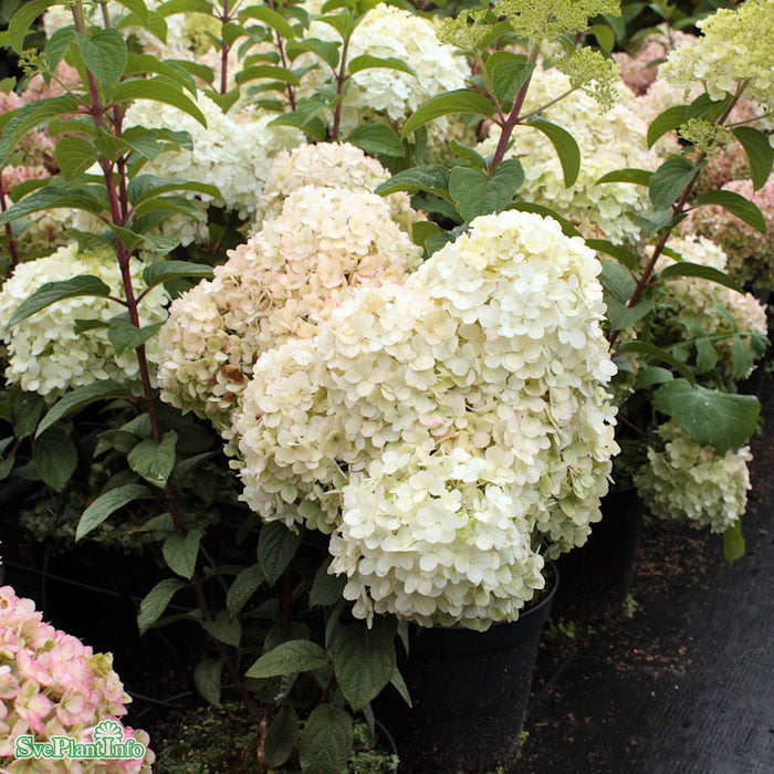 Hydrangea paniculata 'Bobo' C35 80-100cm