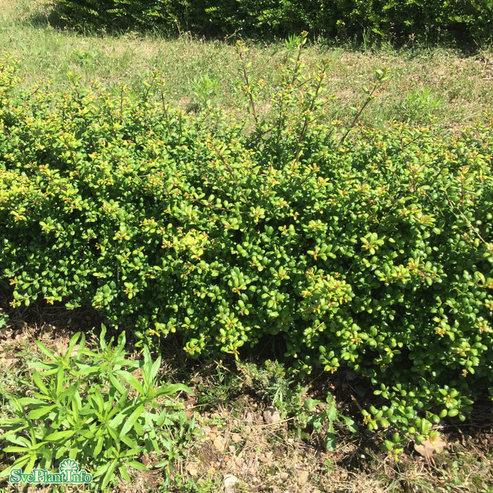 Ilex crenata 'Convexa' Klotform C10 35-40cm