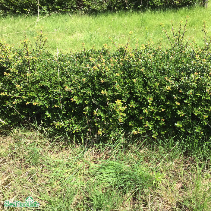 Ilex crenata 'Glorie Gem' Stam 40 cm C10