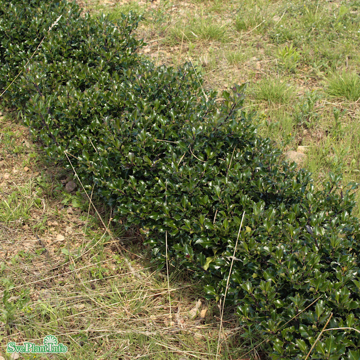 Ilex meserveae 'Little Rascal' Busk C6