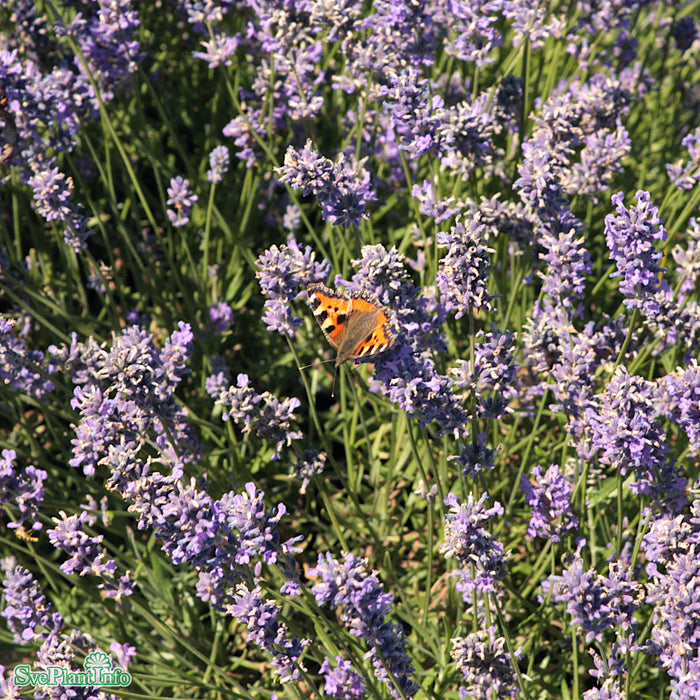 Lavandula angustifolia 'Hidcote' A-kval C3