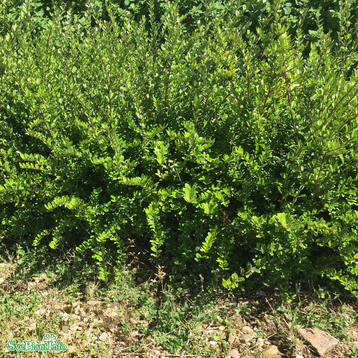 Lonicera nitida 'Elegant' Busk C2