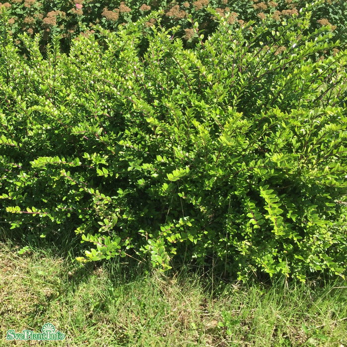Lonicera nitida 'Maigrün' C2