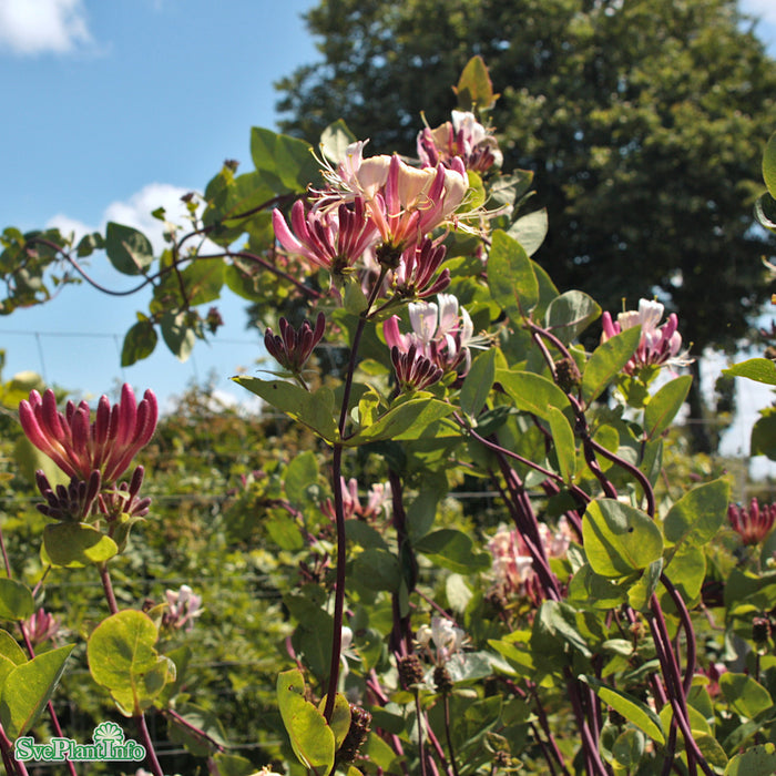 Lonicera periclymenum 'Belgica' A-kval C2