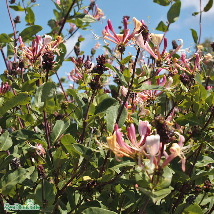 Lonicera periclymenum 'Serotina' A-kval C5