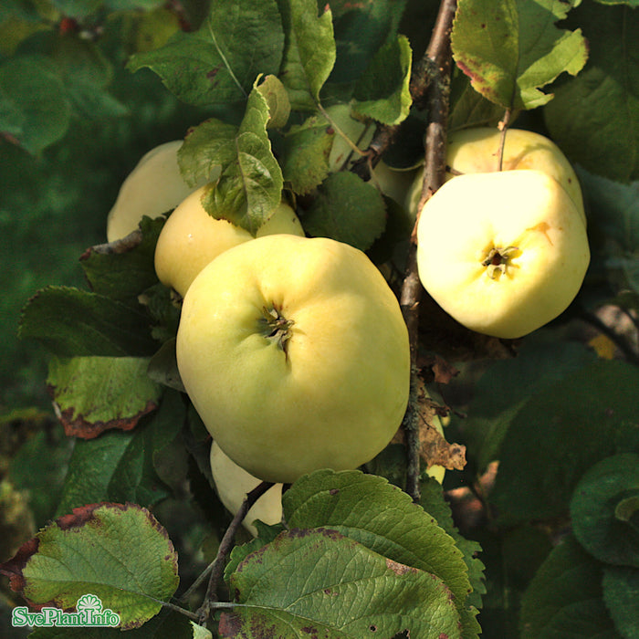 Malus domestica 'Antonovka' A2 Stam 2-års A-kval Co