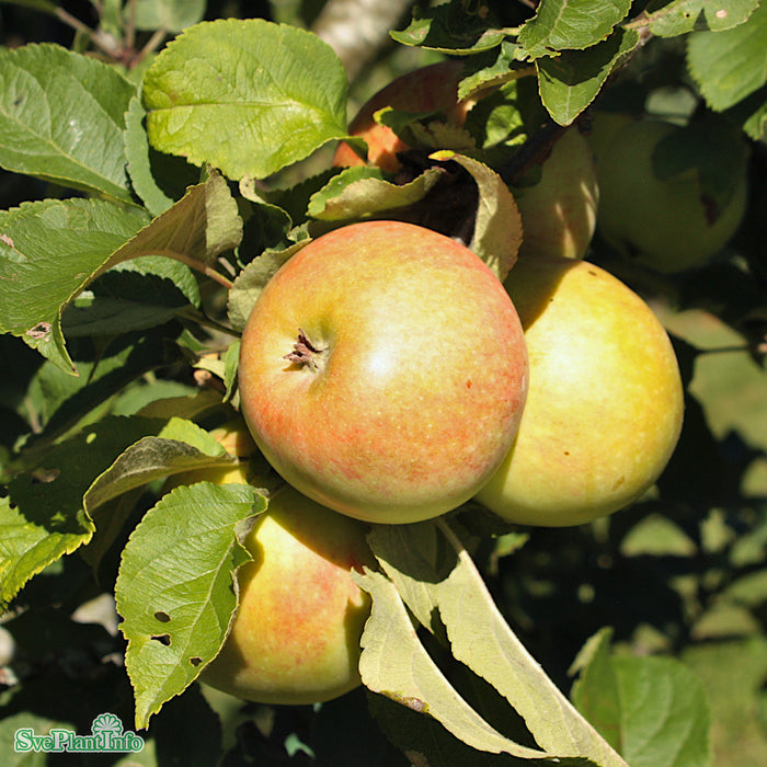 Malus domestica 'Fredrik' E A2 Ompl. 5-6 år K