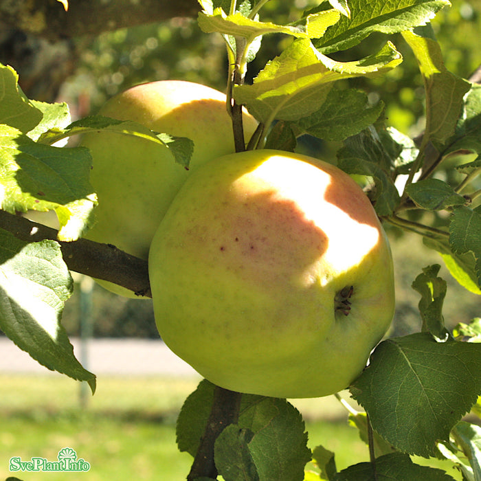 Malus domestica 'Brunnsäpple' A2 Stam 2-års A-kval  Co