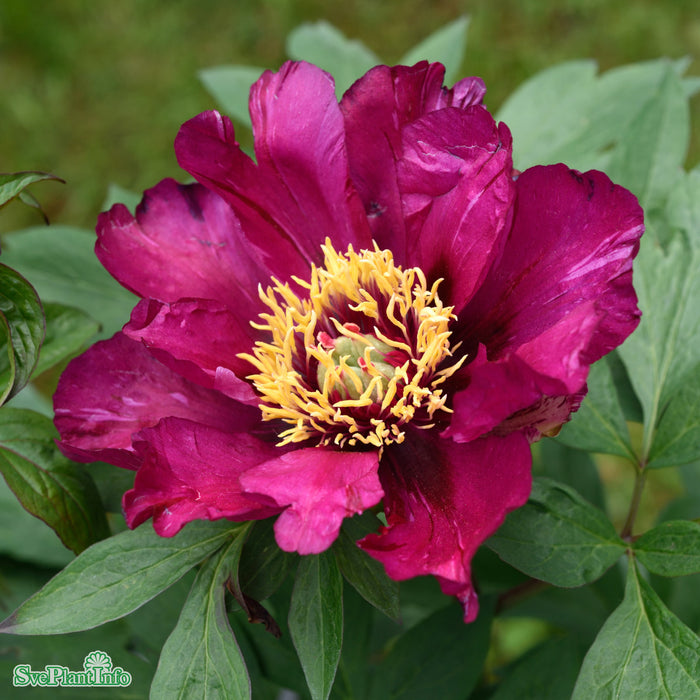 Paeonia 'Morning Lilac' A-kval C6