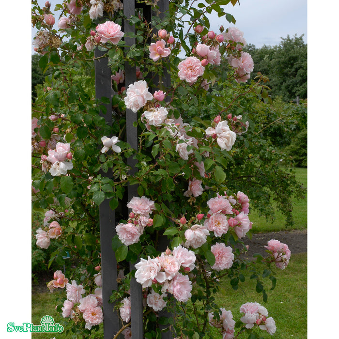 Rosa 'Albertine' A-kval