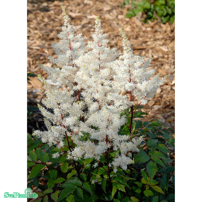 Astilbe arendsii 'Rock And Roll' A-kval