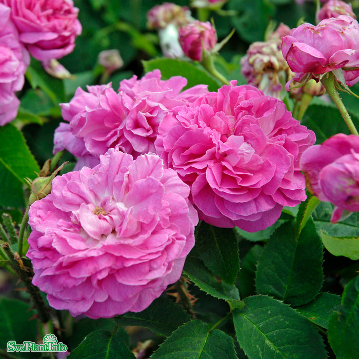 Rosa 'Baronne Prévost' A-kval
