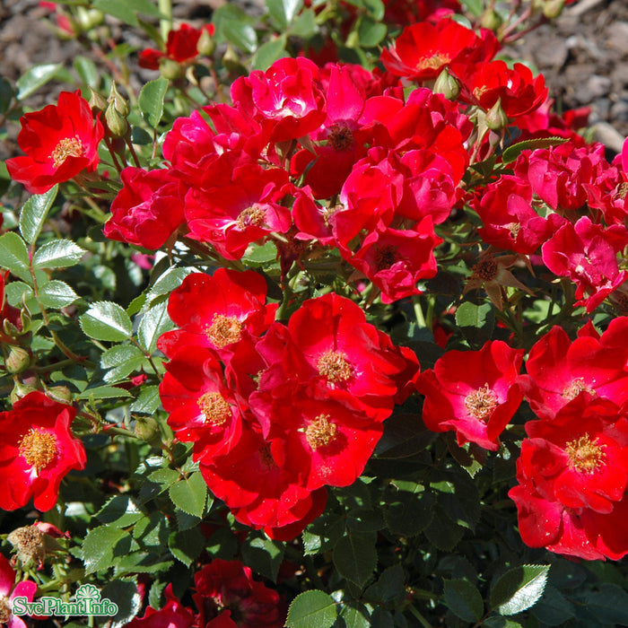 Rosa 'Bassino' A kval C4