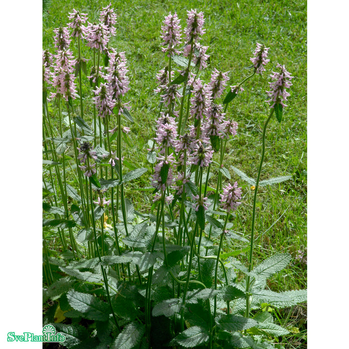 Betonica hirsuta' Rosea' A-kval