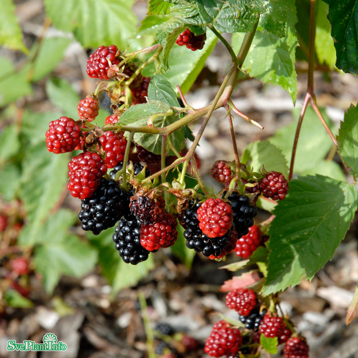 Rubus (Björnbär) 'Black Satin' C5