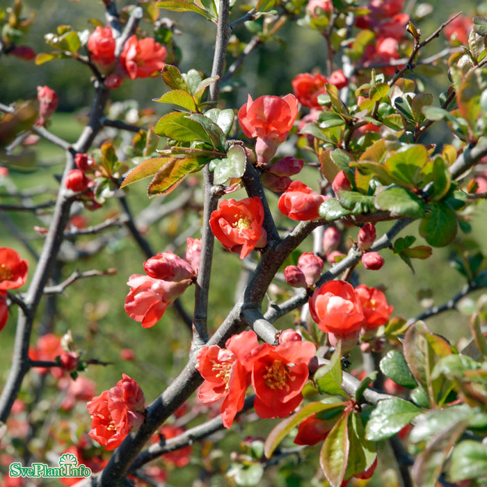 Chaenomeles japonica Solitär C50 100-125cm