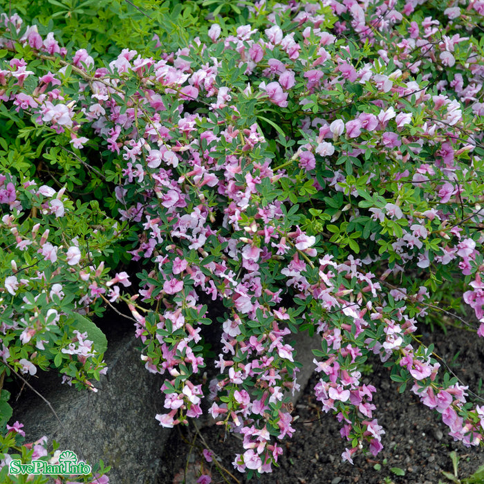 Cytisus purpureus C2