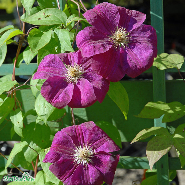 Clematis (TS) 'Kardynal Wyszynski' A-kval C2