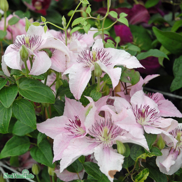Clematis (SS) 'Pink Fantasy' A-kval C2